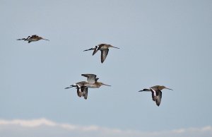 Black-tailed Godwits