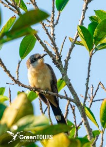 Dark-billed Cuckoo