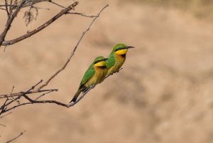 Little Bee-eaters