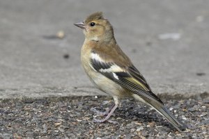 Chaffinch