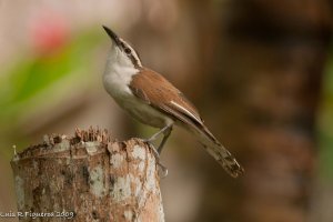 Bicolored Wren