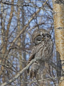 Great Gray Owl Napping