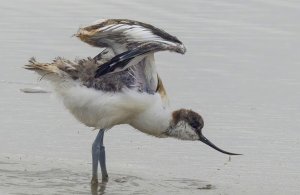 Young Avocet.