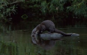 Otter just before dark