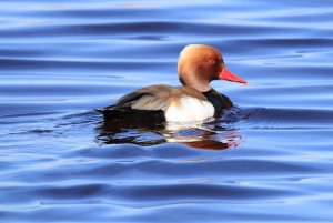 Red-crested pochard
