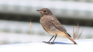 black redstart (juvenile)