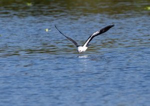 Swallow-tailed Kite