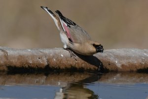 Desert Finch