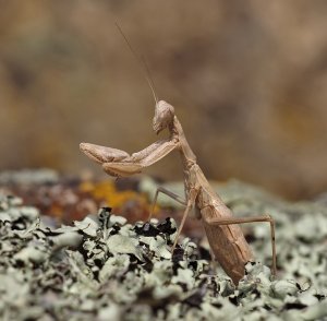A small mantis