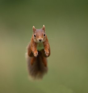 Red Squirrel.