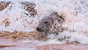 Grey seal