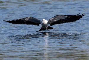 Swallow-tailed Kite