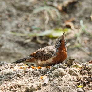 Rufous-necked Wryneck