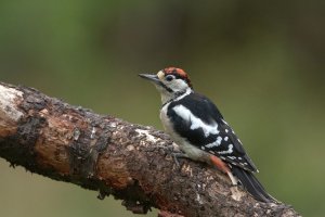 Greater spotted Woodpecker, juvenile.