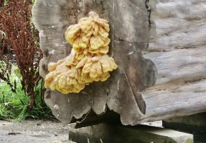 Chicken of the woods (2)