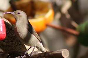 Female double-collared Sunbird