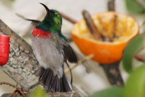 Male southern double-collared Sunbird