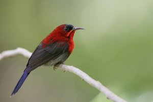 Crimson Sunbird