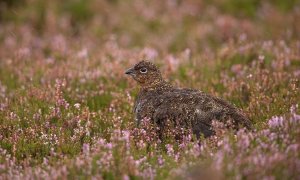 Red Grouse.