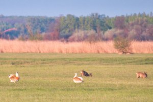 Great bustard and Roe dear