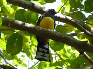 Trogon