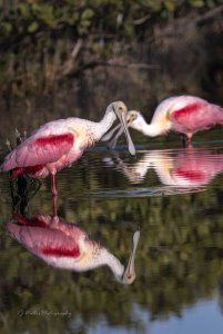 Pretty in Pink