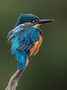 Common Kingfisher-Male
