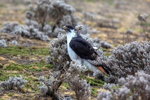 Augur Buzzard