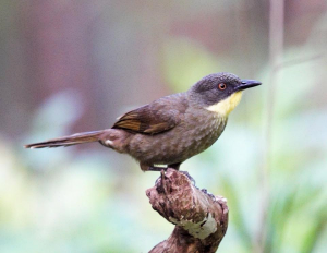 Yellow Throated Leaflove