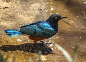 Superb Starling