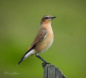 Wheatear