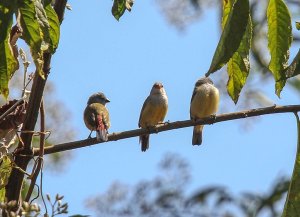 Yellow-bellied Waxbills