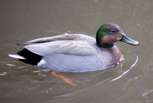 Brewer's duck