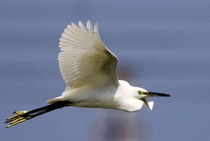 Little Egret