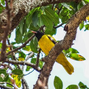 Abyssinian Oriole