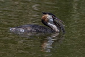 great crested grebe