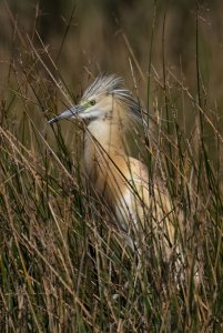 Squacco Heron