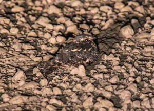 Montane Nightjar