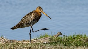 Black-tailed godwit