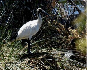 Ibis and friend