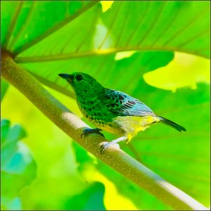 Yellow-bellied Tanager