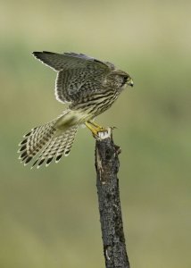 Kestrel Landing