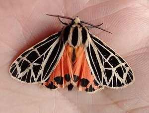 Virgin Tiger Moth