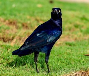 Great-tailed Grackle (male)