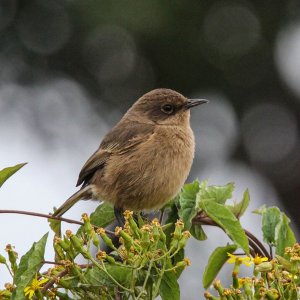 Moorland Chat