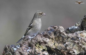 Chaffinch