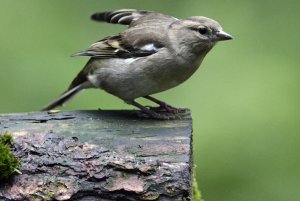 Chaffinch