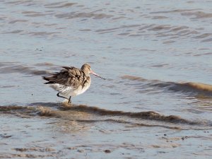 Black-tailed Godwit