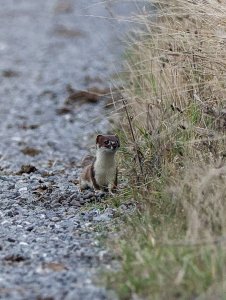 Stoat