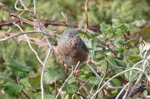 Dartford Warbler